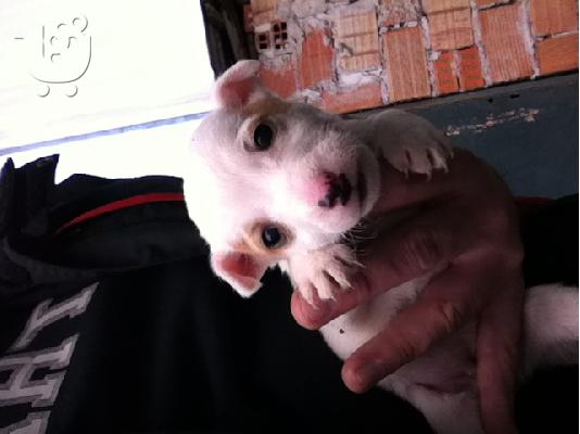 PoulaTo: jack russell